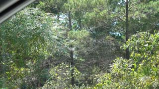 In car in parking lot looking west. Any interest in light on forest?